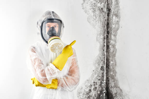 Best Biohazard Mold Removal  in Wilder, KY